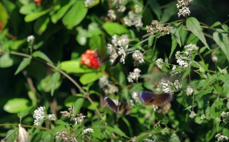 'Bravo! Taiwan'─ NATURE (60's)